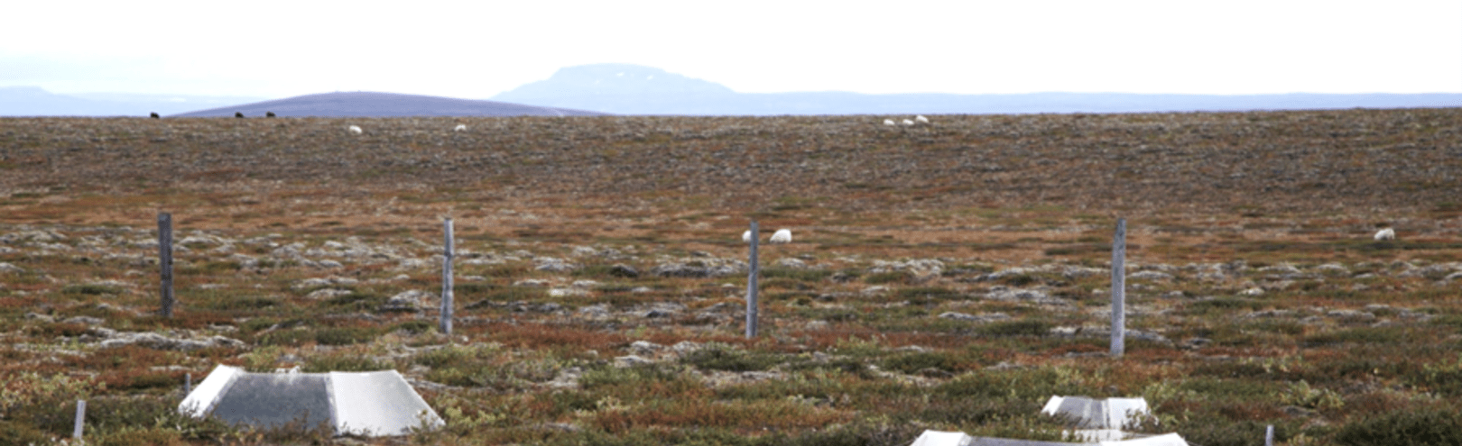 Understanding climate warming impacts on carbon release from the tundra  - Available at University of Iceland